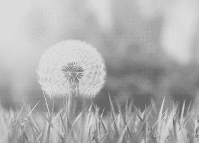 giftv 2198 dandylion